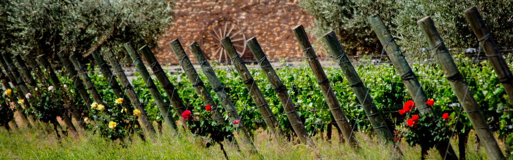 Wines of Valencia