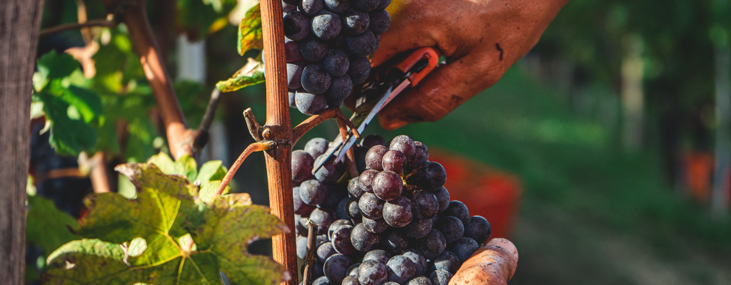 All you need to know about 2022 harvest season