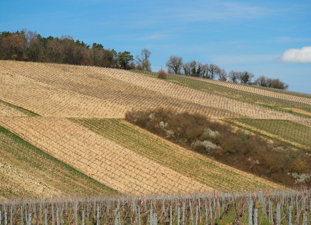 What Are Old Vine Wines — And Why Do Ancient Vines Produce Better Wine?
