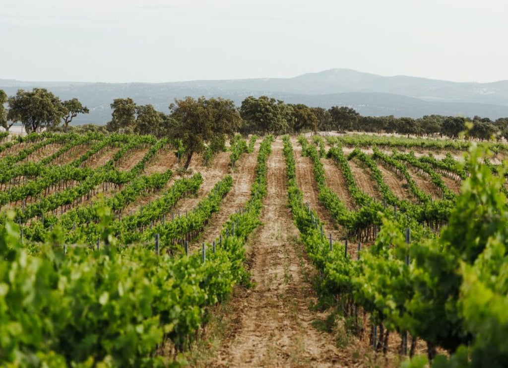The Grapes That Almost Disappeared