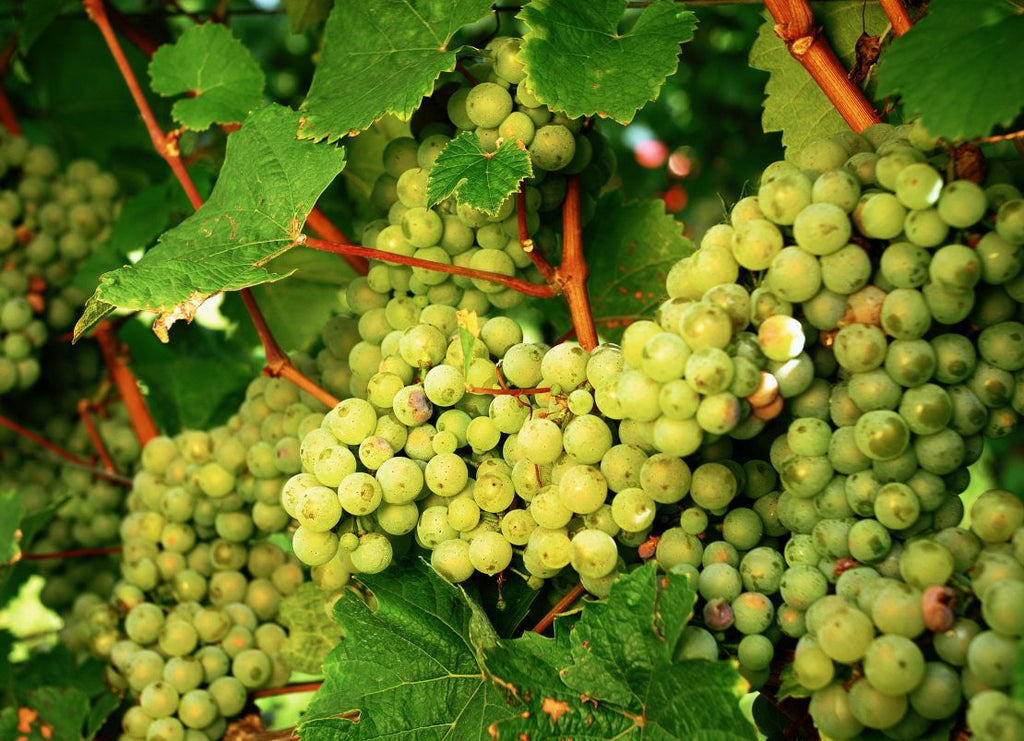 Bierzo: Spain's Most Exciting Wine Region Nobody Has Heard Of