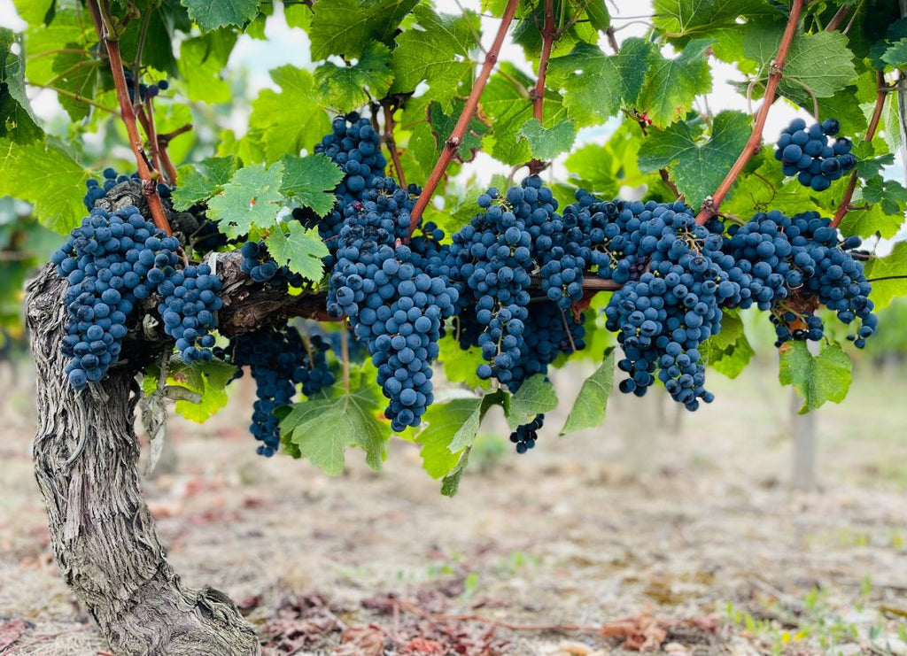 The Best Alcohol-Free Wines to Order Online in Europe in 2026