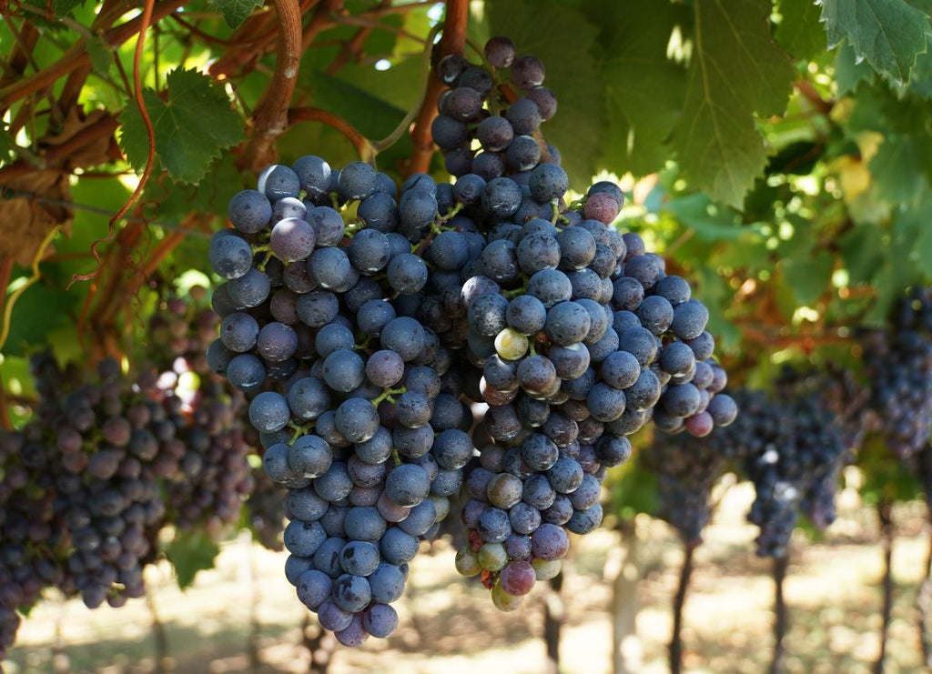 Organic, Biodynamic, Sustainable Wines: What’s the Difference?