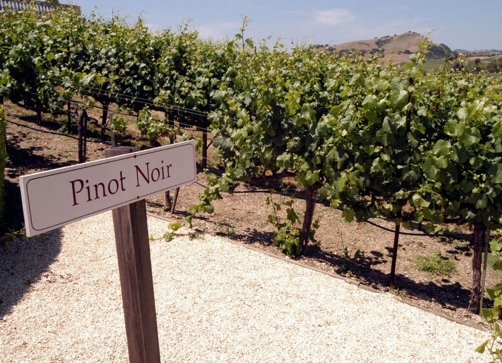Non-Alcoholic Pinot Noir: Can One of the World’s Most Delicate Red Grapes Survive Without Alcohol?