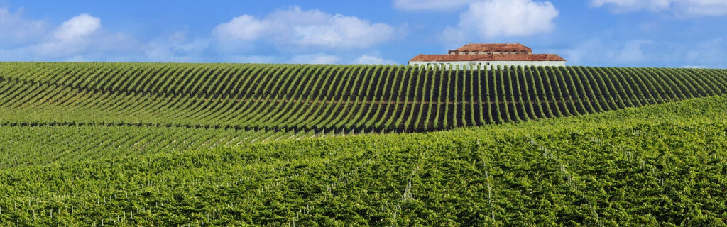 Wines from Romania: A Taste of Transylvanian Elegance