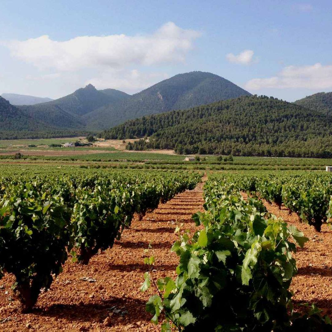 Gabriel Martínez Red Wine 2019