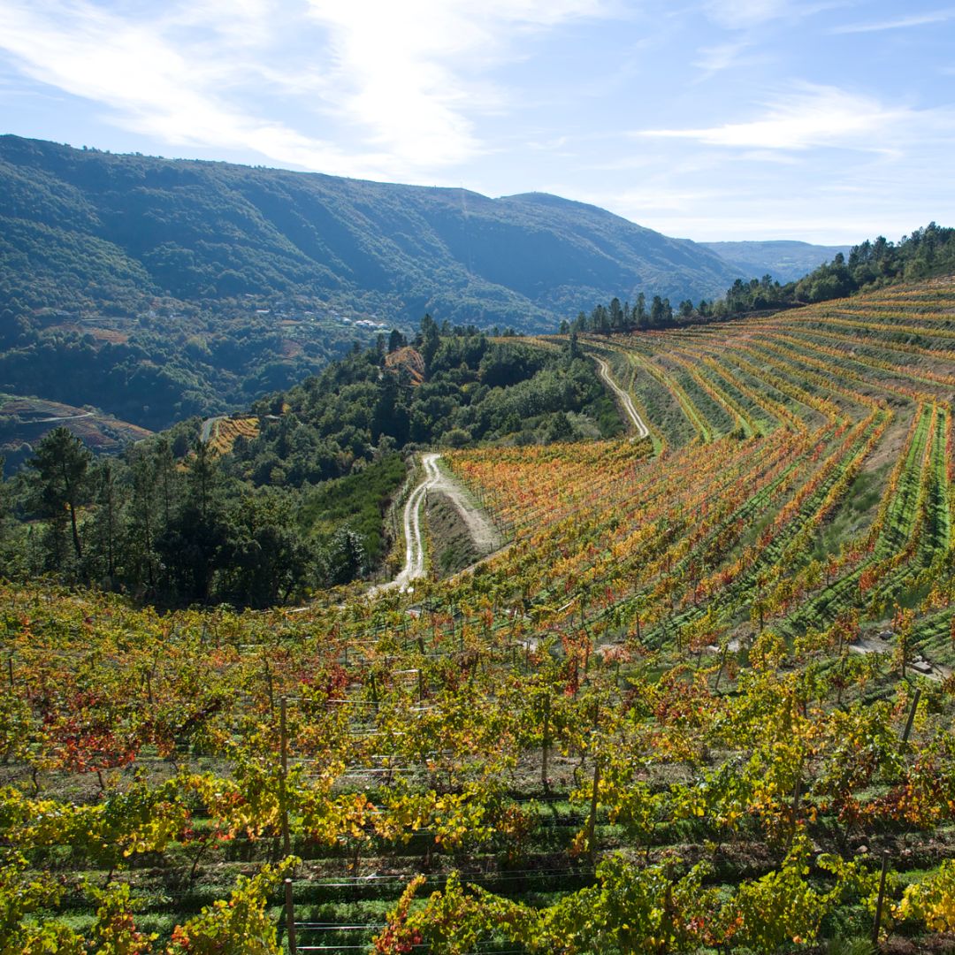 Pasal de Esile 2020 White Wine