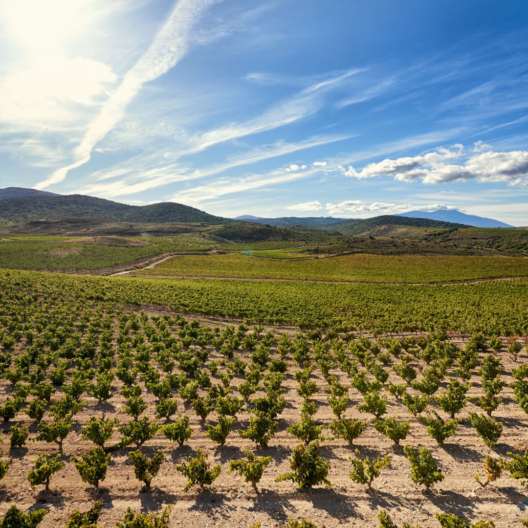 Flor de Cayus Garnacha 2018 Red Wine