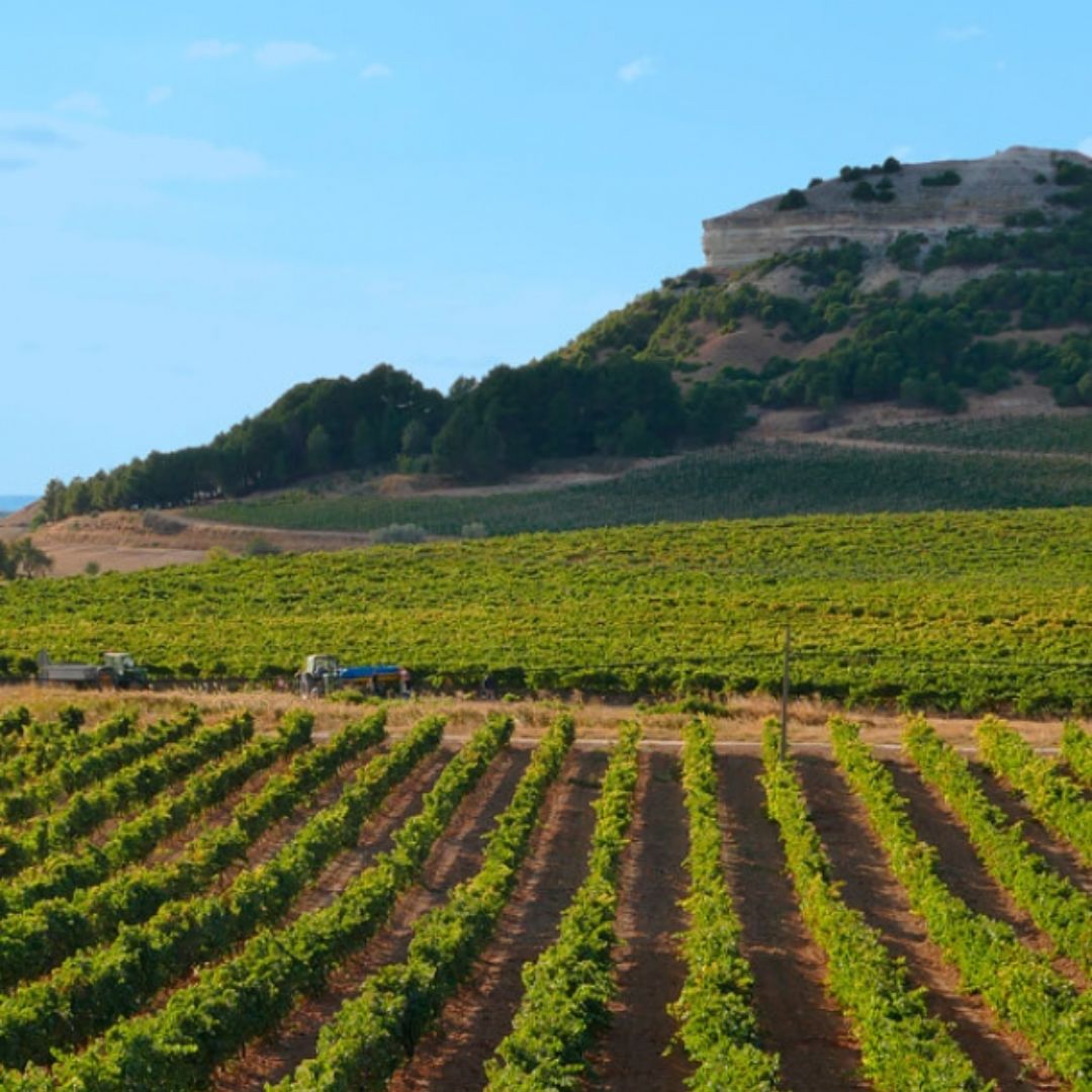 El Ilusionista Crianza 2018 Red Wine