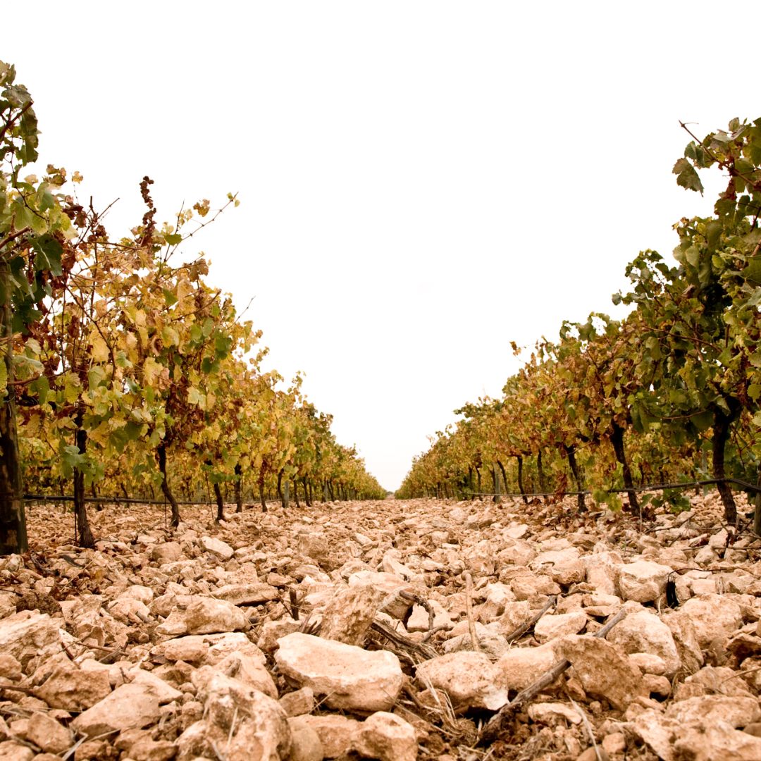 Gran Sello Organico 2016 Red Wine