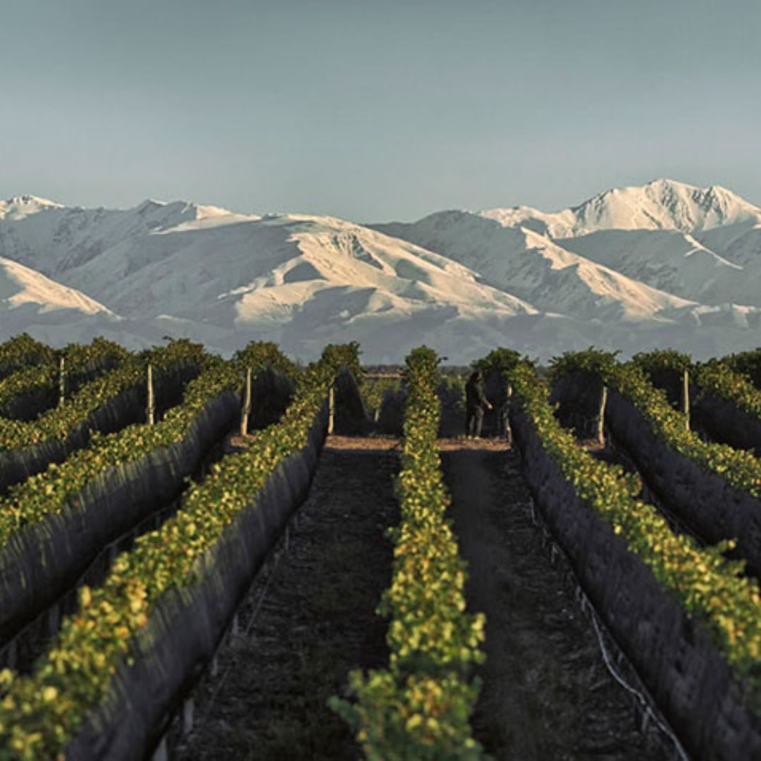 Los Cardos Chardonnay 2020 White Wine