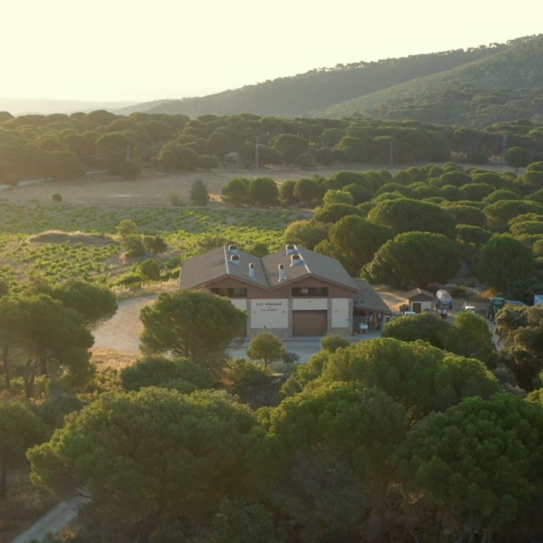 Las Moradas de San Martin Albillo Real Organic 2019 White Wine