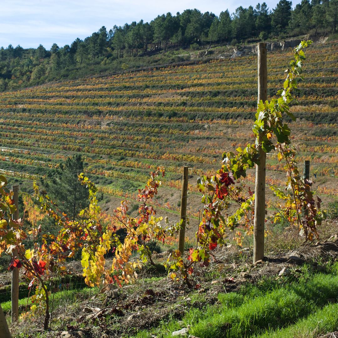 Porta da Ria 2020 White Wine