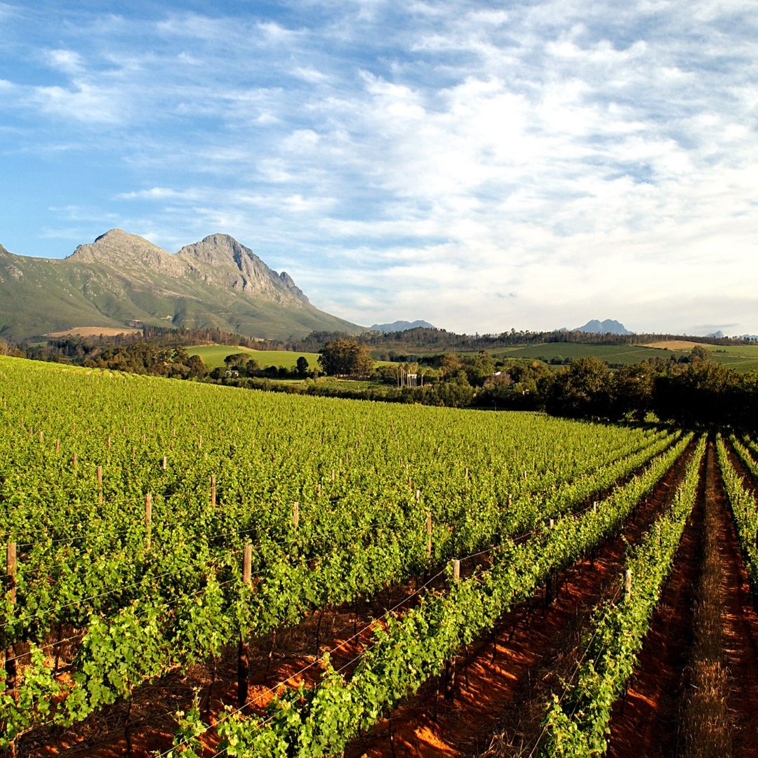 Thokozani 2019 Red Wine