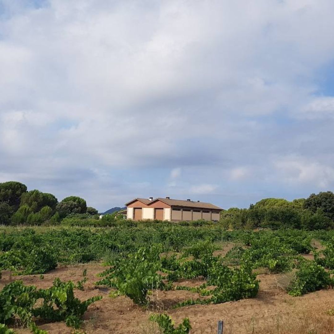 Senda Garnacha Organic 2018 Red Wine